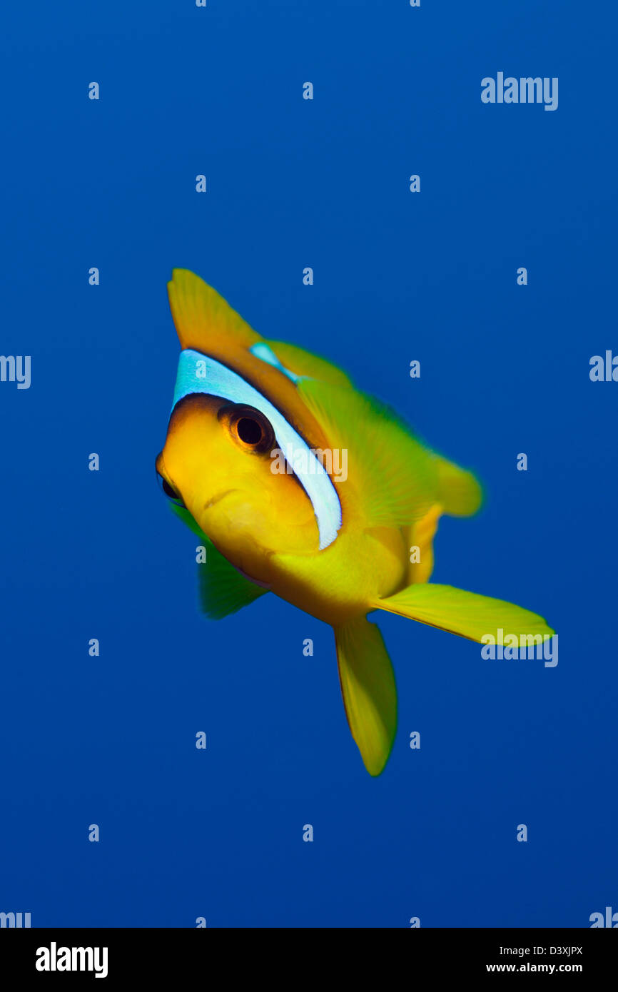 Mer rouge, poisson clown Amphiprion bicinctus, Zabargad, Red Sea, Egypt Banque D'Images