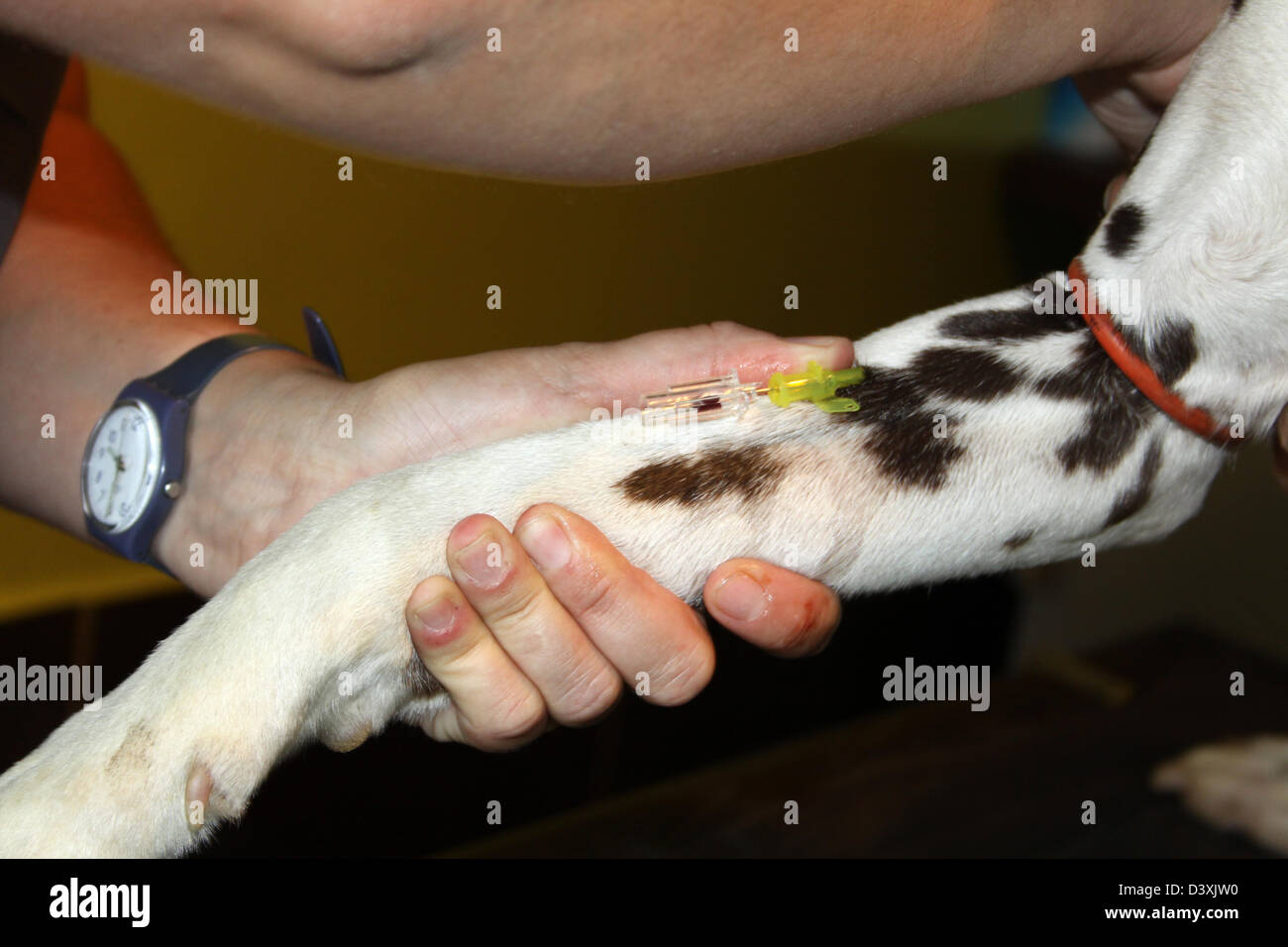 Le vétérinaire a fait un garrot sur un chien dalmatien ( échantillon de sang ) Banque D'Images
