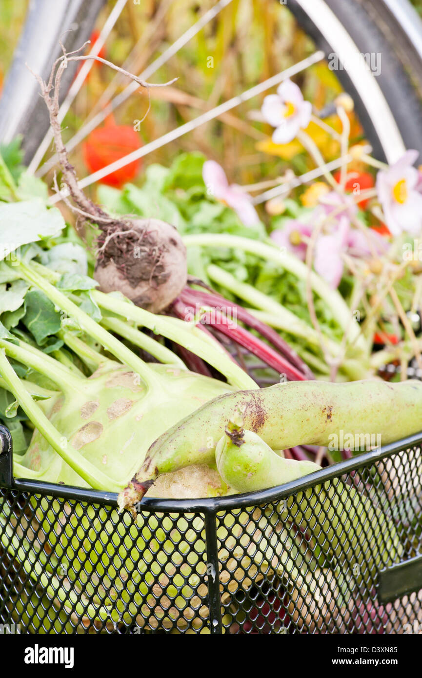 Moment de vie écologique avec les légumes récoltés dans le panier de vélo Banque D'Images