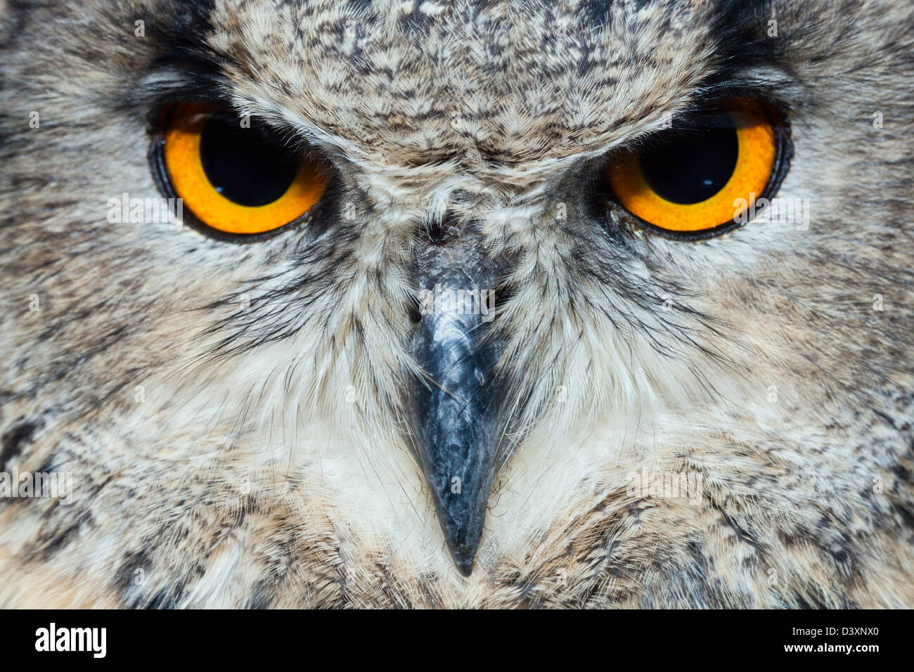 Eagle européennes d'Amérique, Bubo bubo, Bavière, Allemagne Banque D'Images