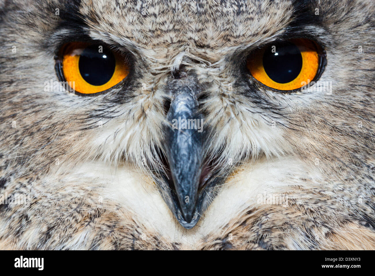 Eagle européennes d'Amérique, Bubo bubo, Bavière, Allemagne Banque D'Images