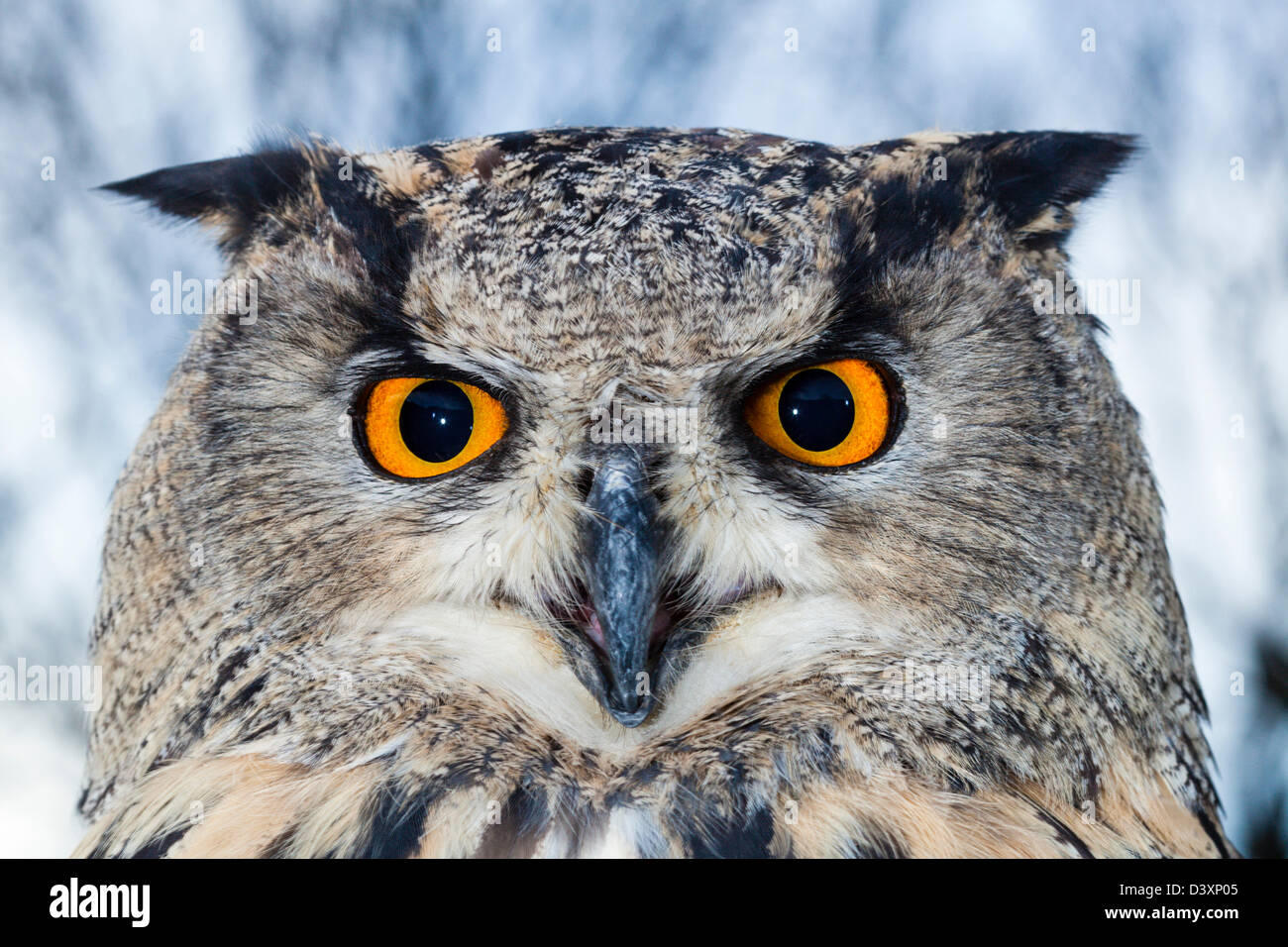 Eagle européennes d'Amérique, Bubo bubo, Bavière, Allemagne Banque D'Images