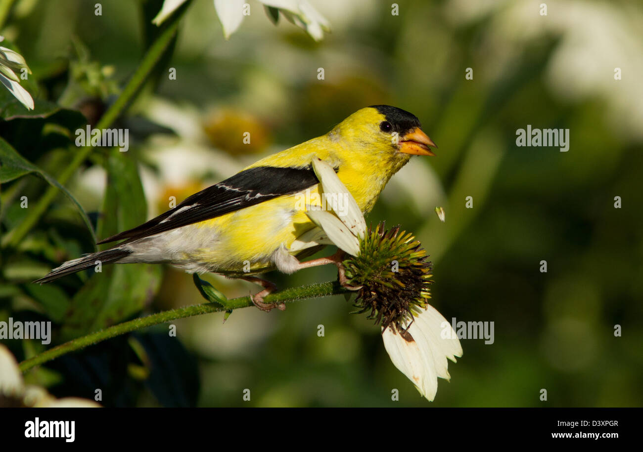 Chardonneret jaune (Carduelis tristis) la consommation de graines de fleurs. Banque D'Images