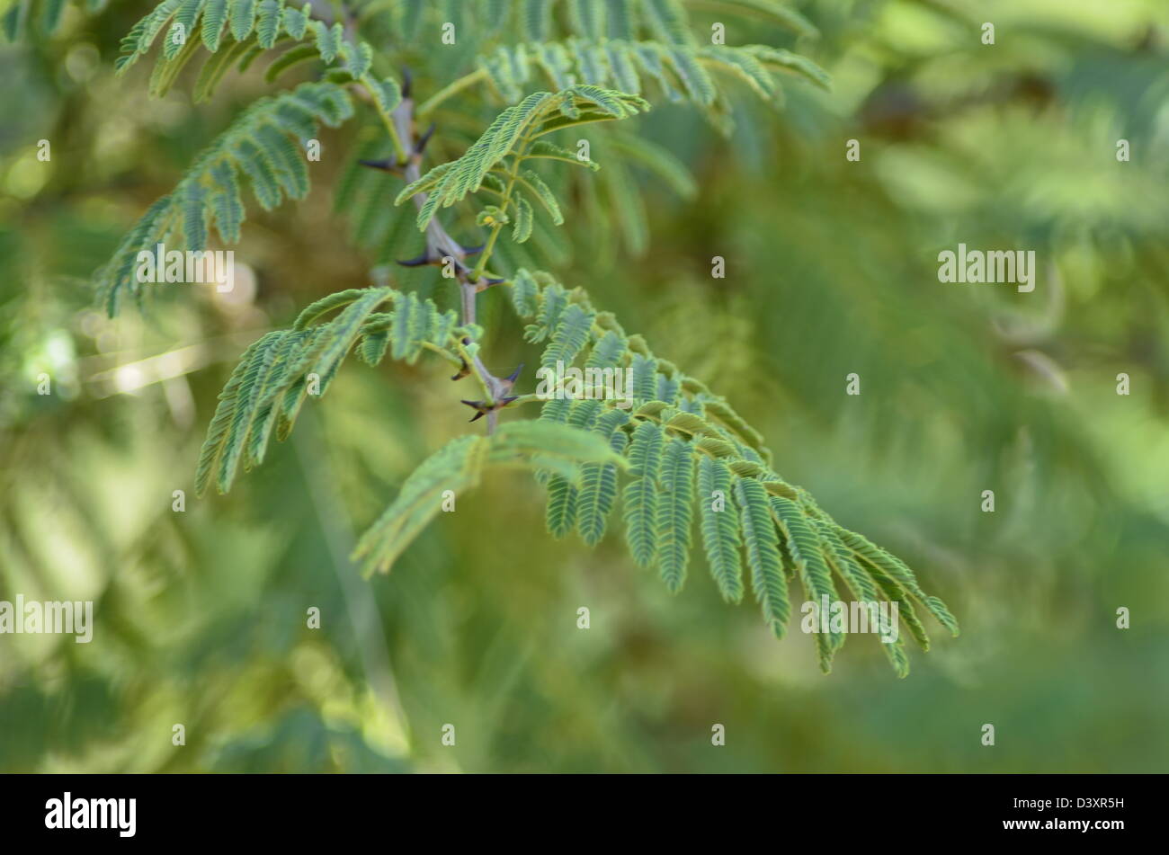 Photos de l'Afrique, l'arbre épineux vert Banque D'Images