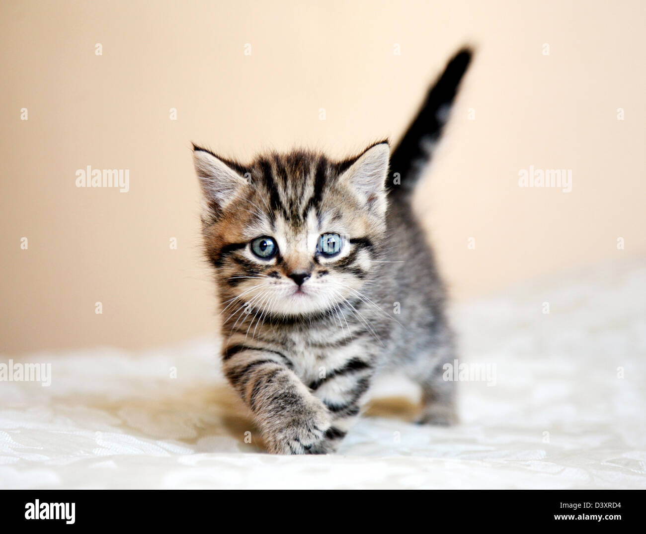 Chaton va tout droit écossais à rayures Banque D'Images