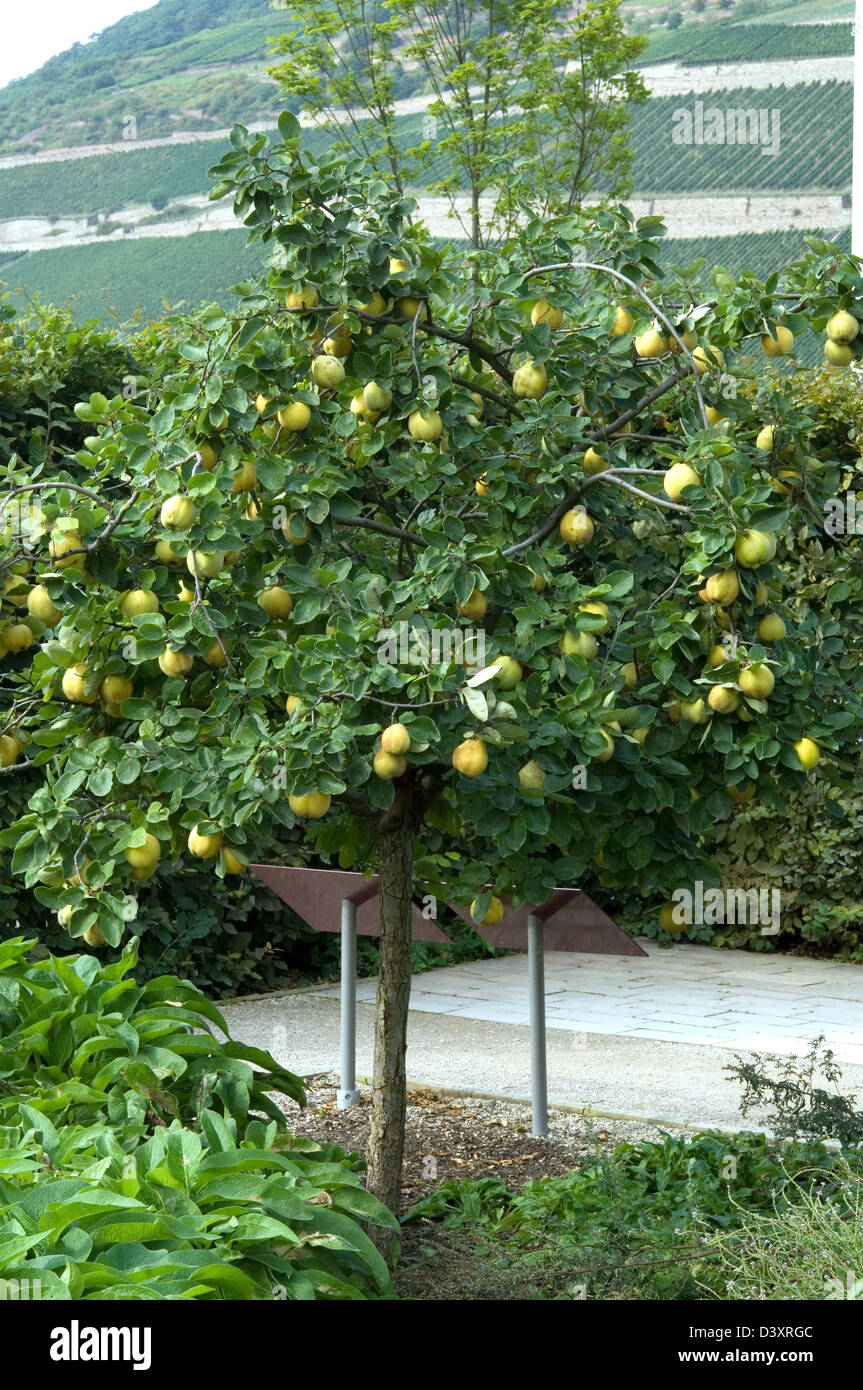 Cydonia oblonga cognassier, ensemble de l'arbre. Date : 18.11.2008 ref : 124712 ZB907  0010 CRÉDIT OBLIGATOIRE : Photos Sem - Allemand/horticoles Banque D'Images