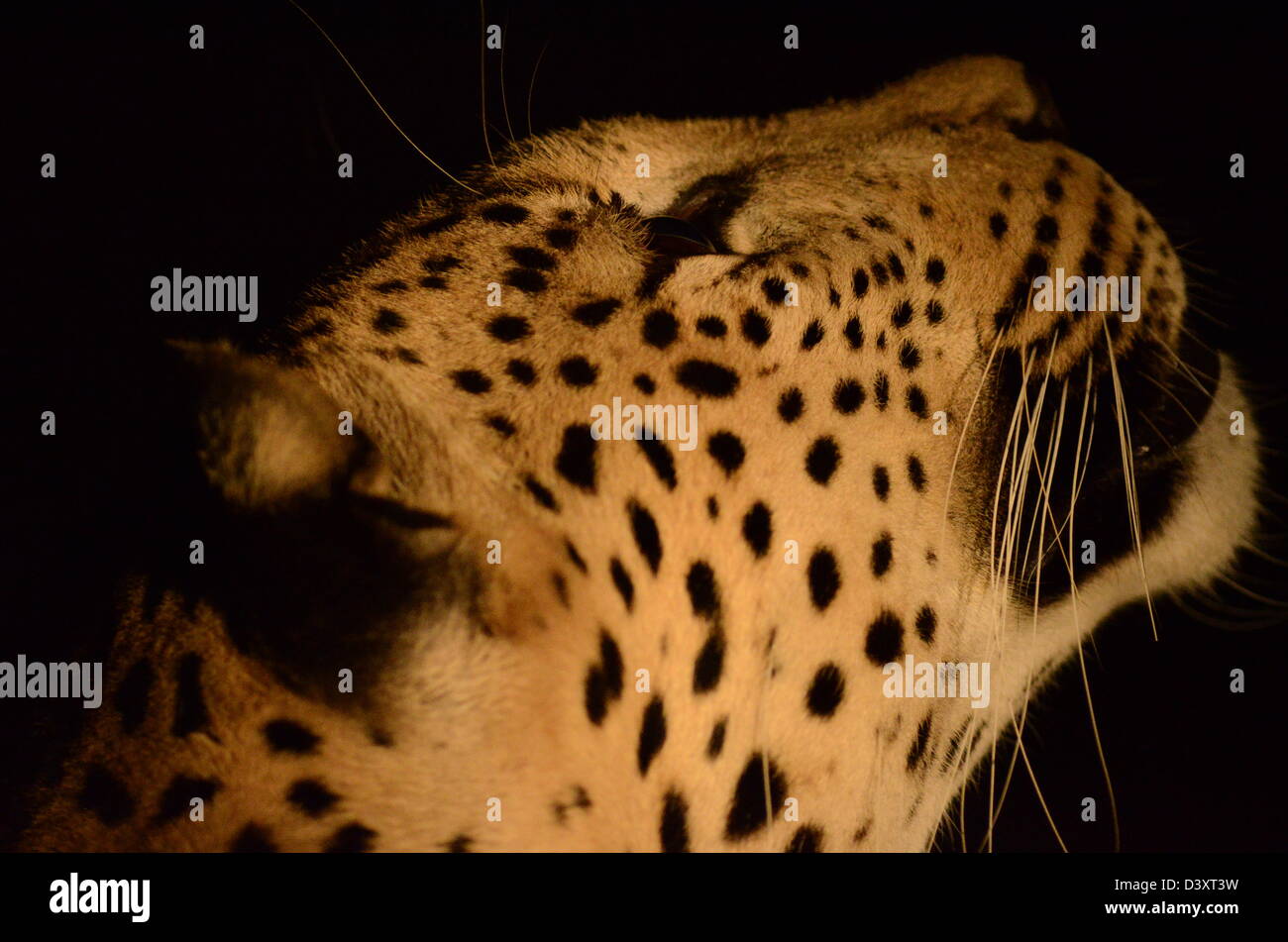 Photos de l'Afrique, Leopard dans arbre en tête jusqu'à la nuit Banque D'Images