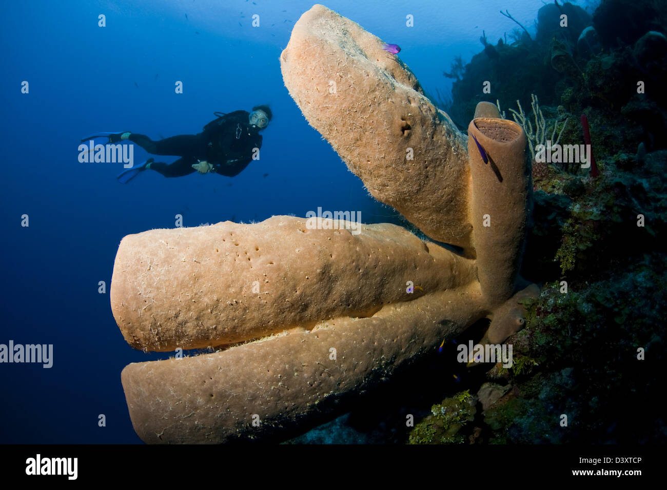 Explorer les îles Caïmanes plongeur sous l'eau Banque D'Images