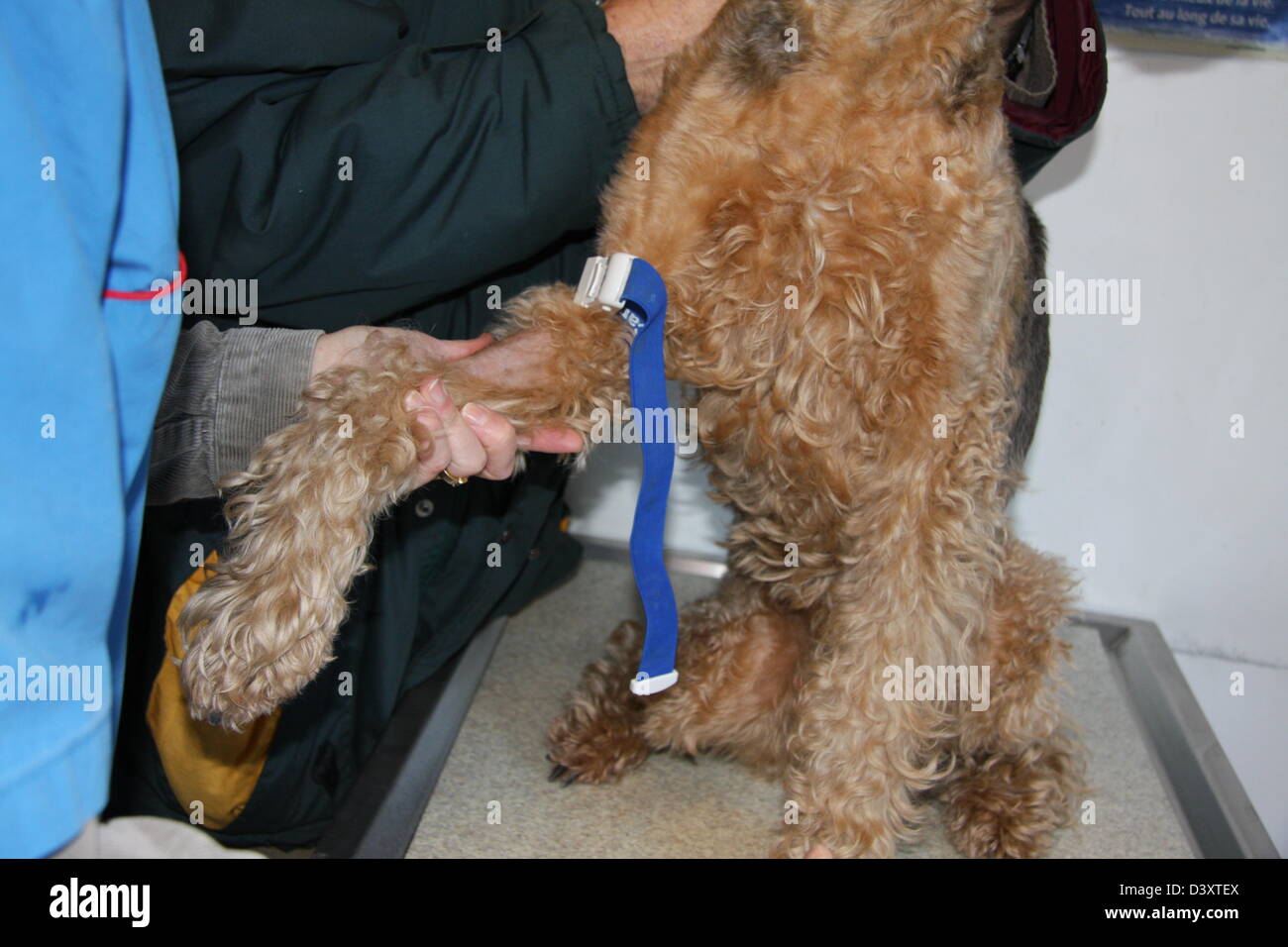 Le vétérinaire a fait un garrot sur un Airedale Terrier chien ( échantillon de sang ) Banque D'Images