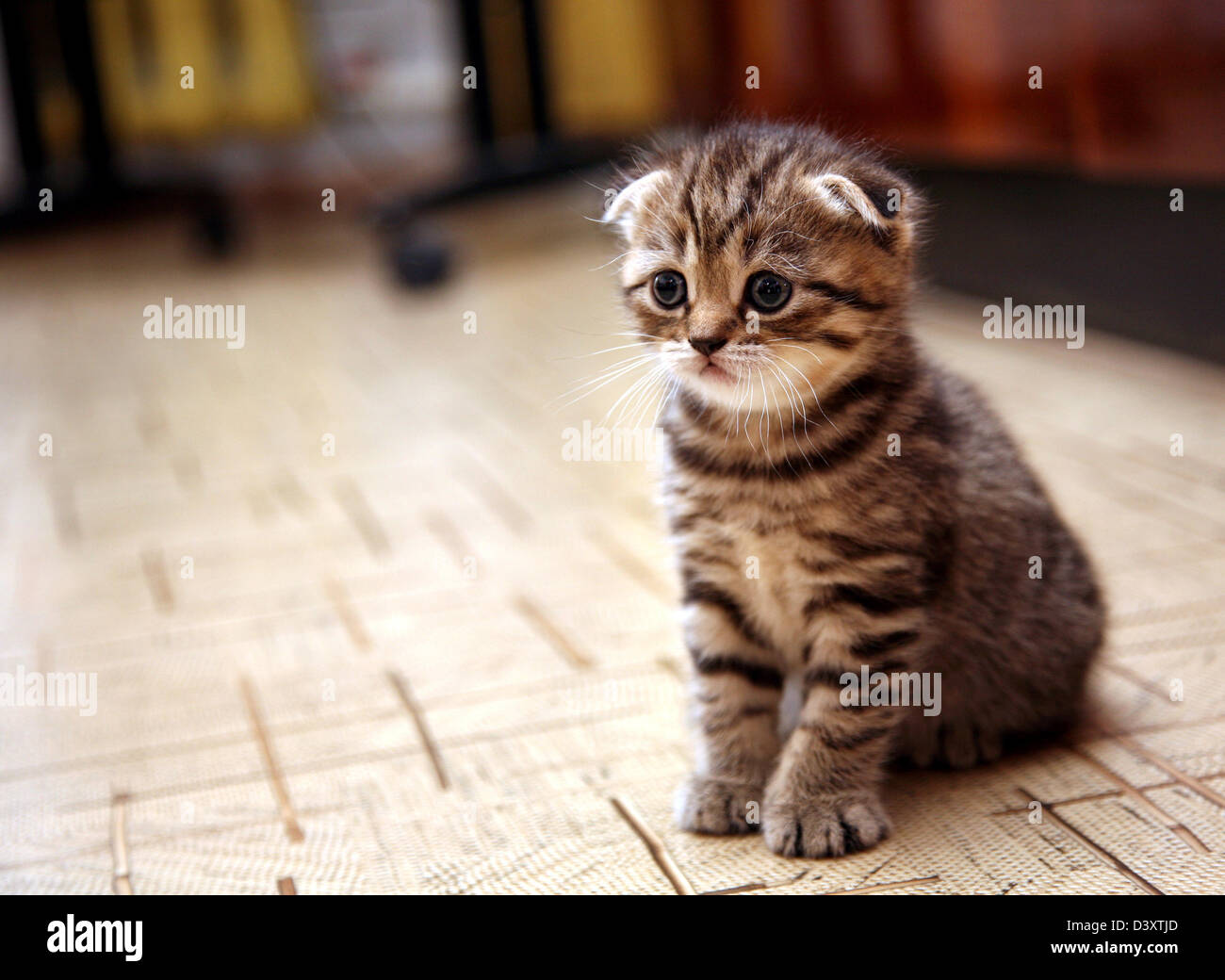 Curieux chaton Scottish Fold à rayures Banque D'Images