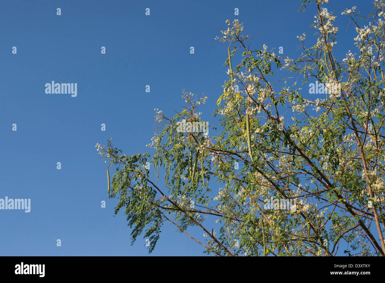 Moringa oleifera, le pilon de floraison d'arbres avec les coupelles de semences contre un ciel bleu. L'Inde Banque D'Images