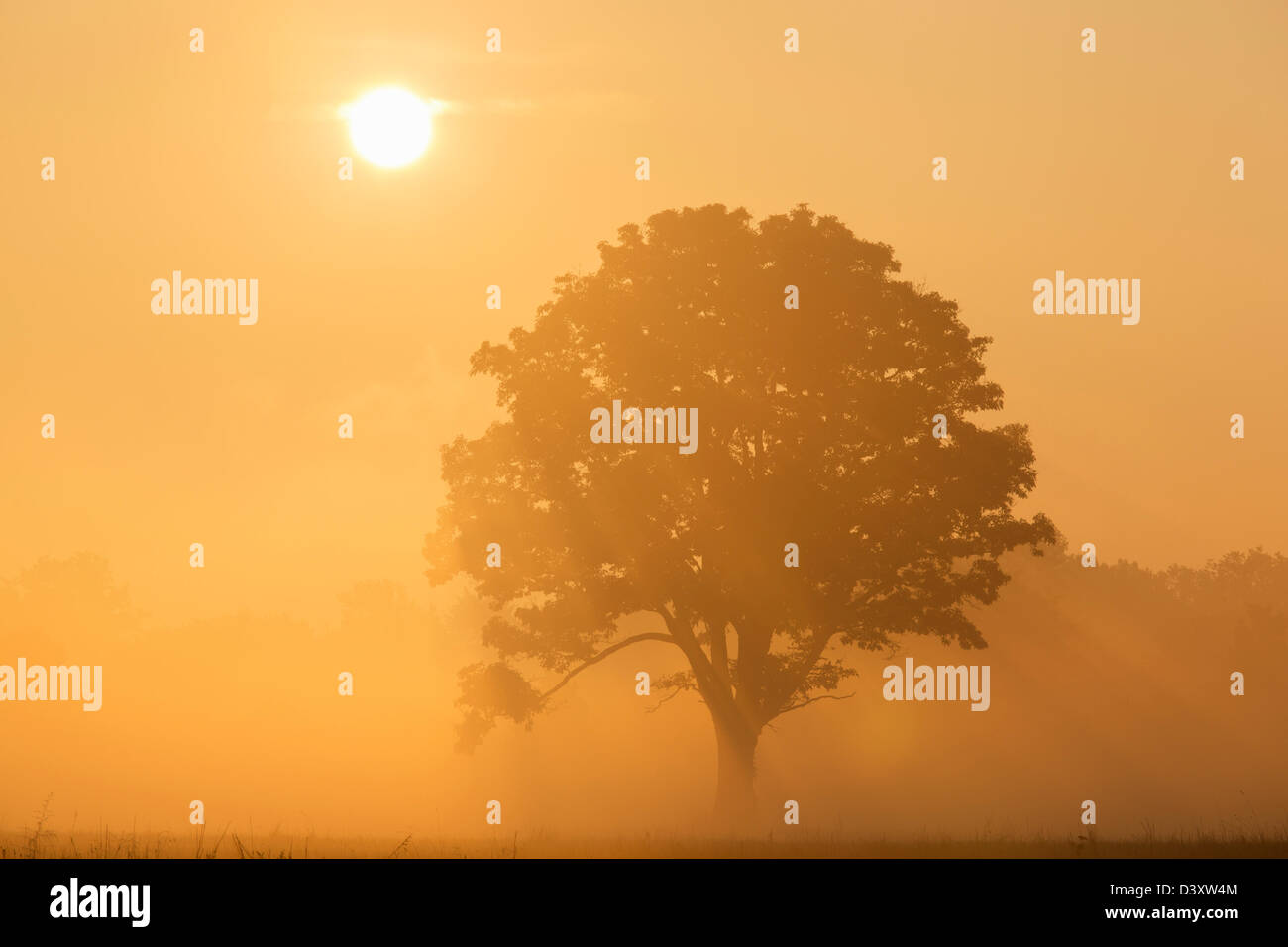 chêne au lever du soleil avec brume matinale traversant les branches. Banque D'Images
