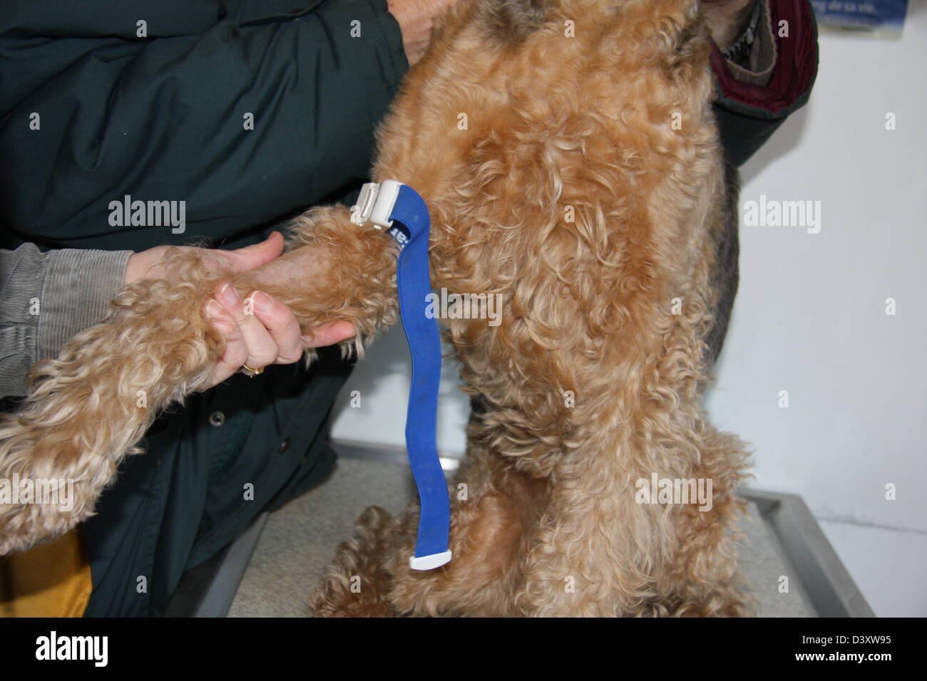 Le vétérinaire a fait un garrot sur un Airedale Terrier chien ( échantillon de sang ) Banque D'Images