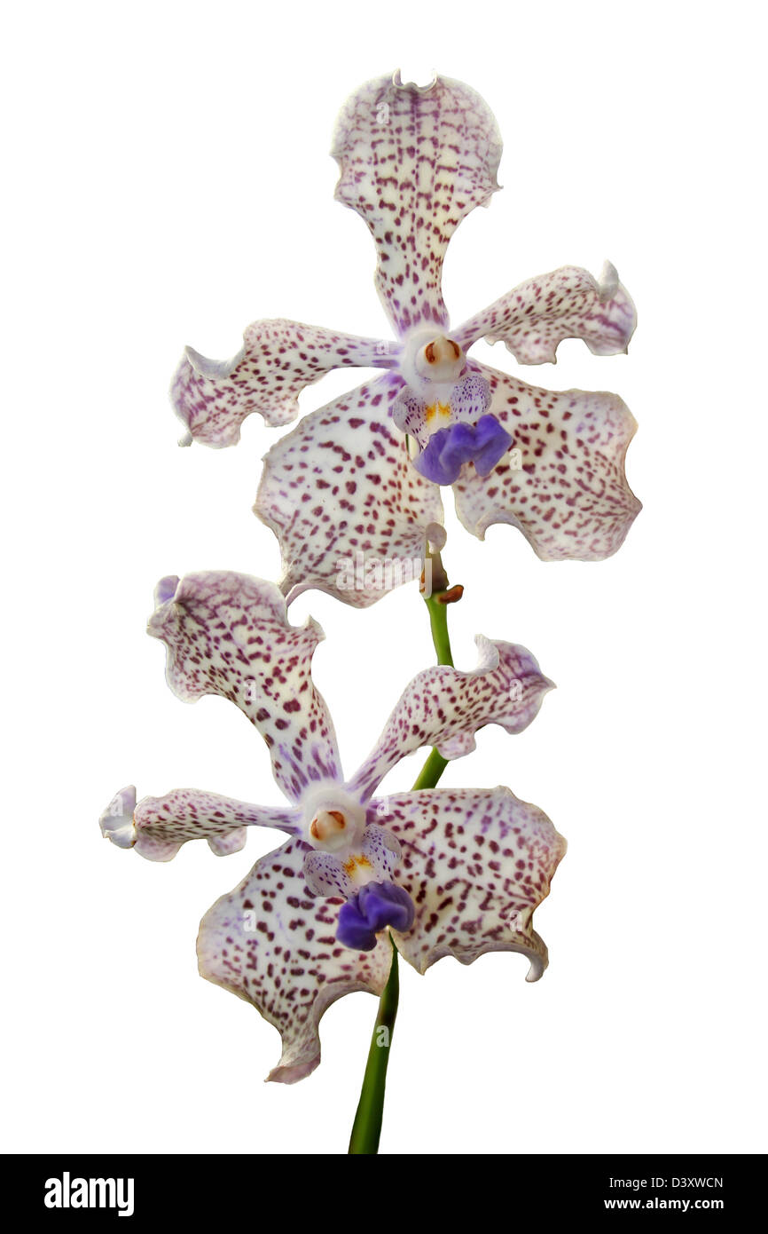 Orchid tricolore Vanda découpé Banque D'Images