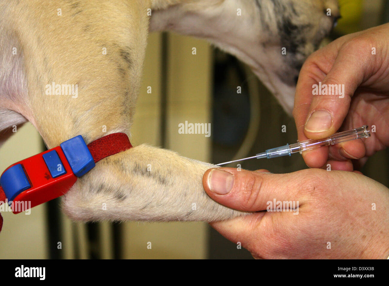 Le vétérinaire a fait un garrot sur un chien Whippet ( échantillon de sang ) Banque D'Images