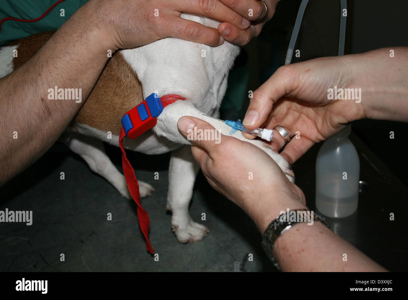 Le vétérinaire a fait un garrot sur un Jack Russel terrier chien ( échantillon de sang ) Banque D'Images