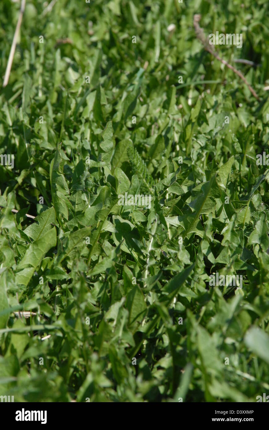 Salade verte de pissenlit saine et nutritive. Banque D'Images