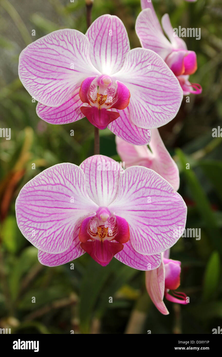 Orchidée rose et blanc à la Chambre de Peradeniya Botanical Gardens, Kandy, Sri Lanka Banque D'Images