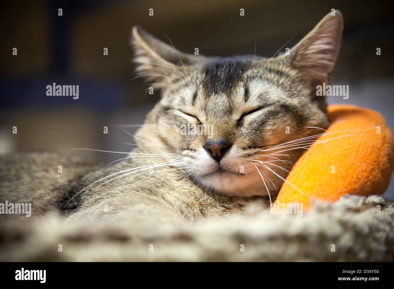 Fun brown short-haired cat dort avec confort sur le lit Banque D'Images