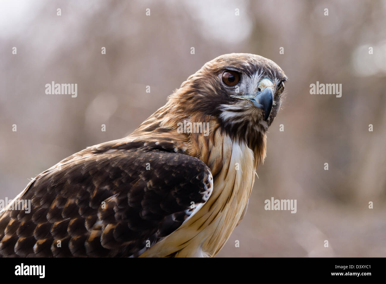 Un rouge queue rousse (Buteo jamaicensis) alertly watches c'est environs Banque D'Images