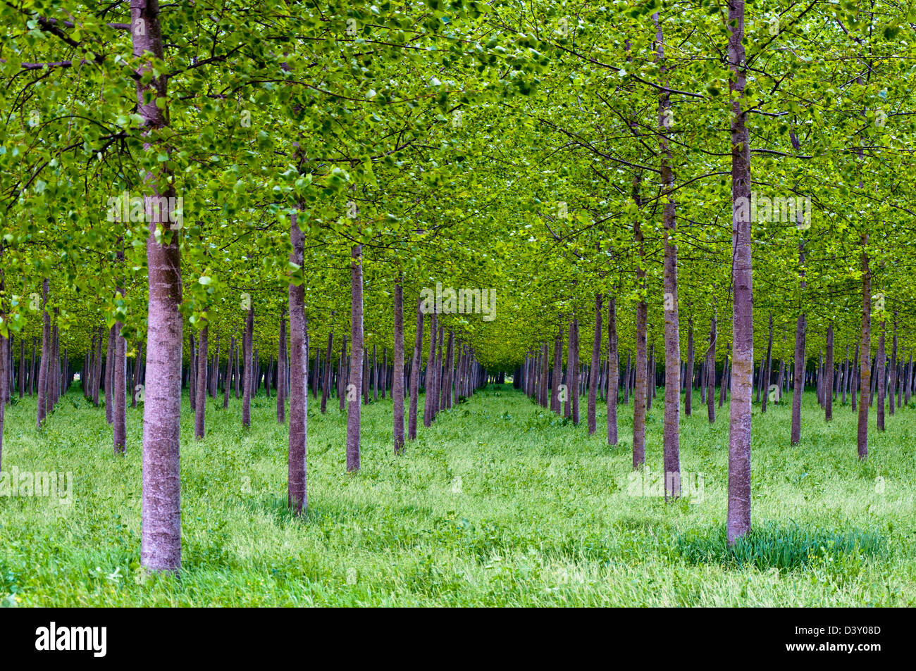 Les peupliers forêt en vallée du Po, Italie Banque D'Images