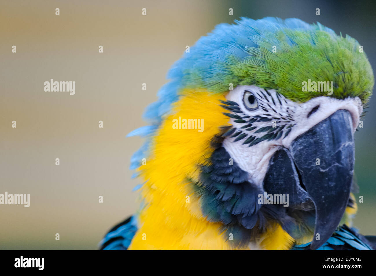 Un beau portrait d'un ara bleu- jaune Banque D'Images