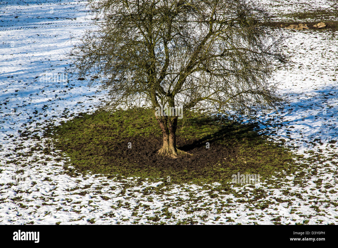 La neige est en train de fondre. Temps de printemps. L'herbe est à l'intermédiaire de plaques de neige. Banque D'Images