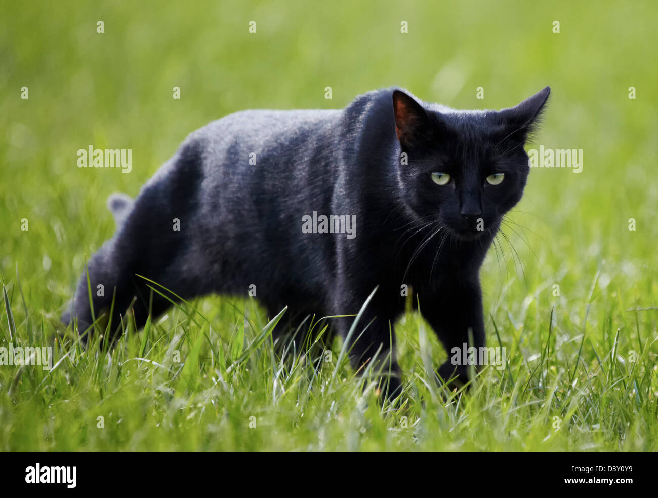Chat noir rôdant par de l'herbe Banque D'Images
