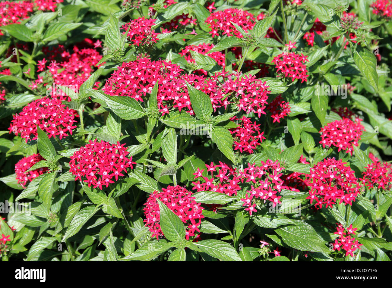 Frontière de floraison à Peradeniya Botanical Gardens, Kandy, Sri Lanka Banque D'Images