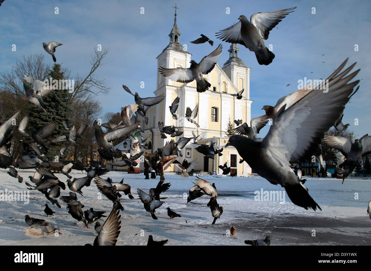 L'Ukraine, Volyn, Volodymyr-Volynskyj, église polonaise, pigeons Banque D'Images