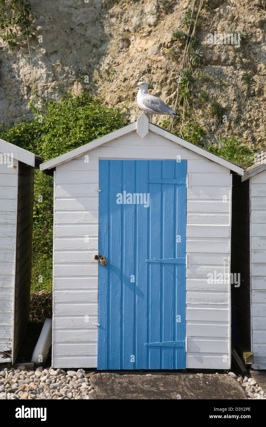 Une mouette se dresse au sommet d'une cabane de plage sur la plage de la bière dans le Devon. Banque D'Images