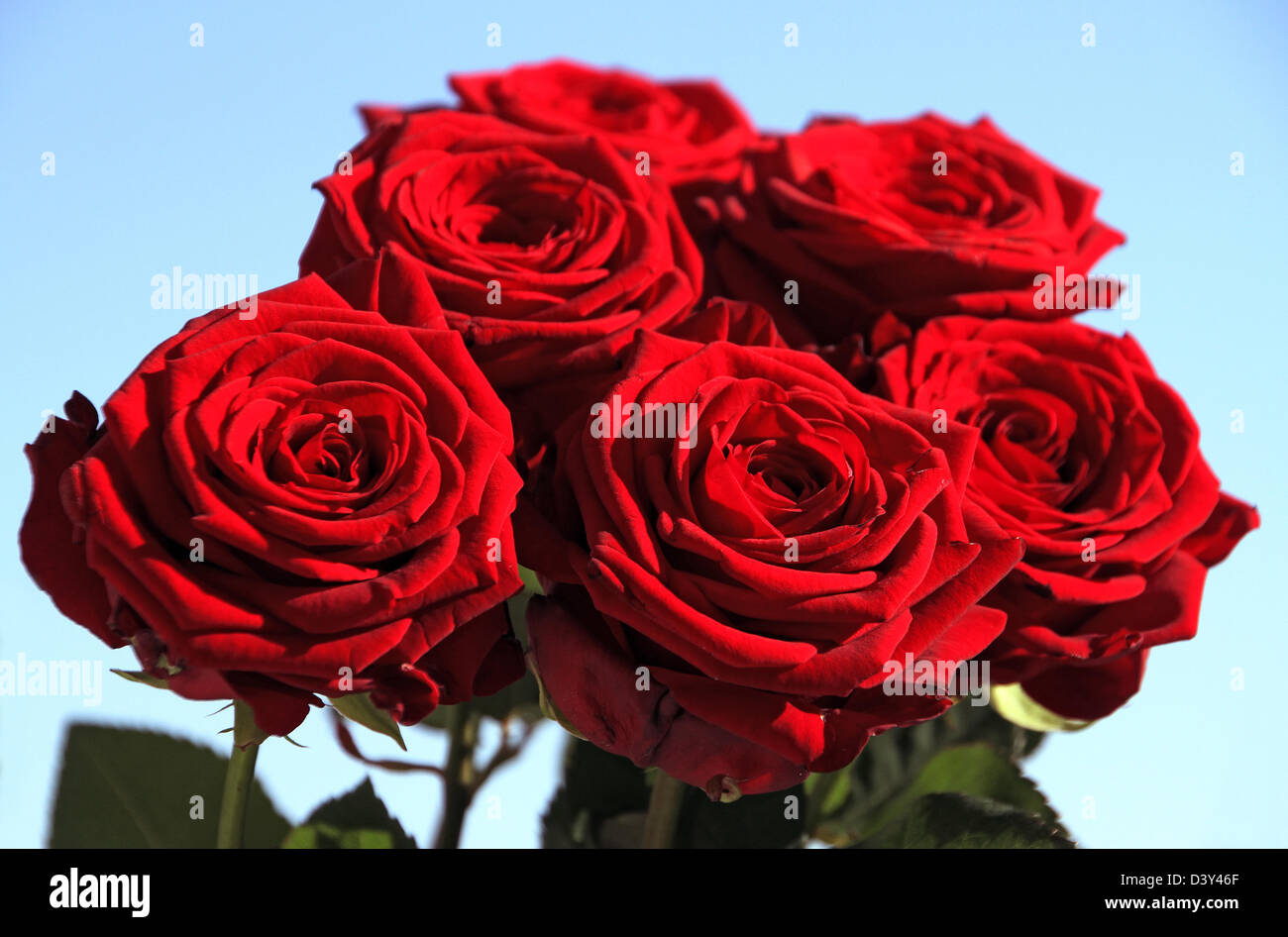 Berlin, Allemagne, roses rouges Banque D'Images