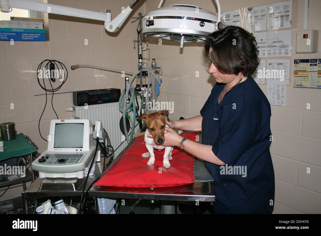 Chien Jack Russell Terrier / examen vétérinaire Banque D'Images