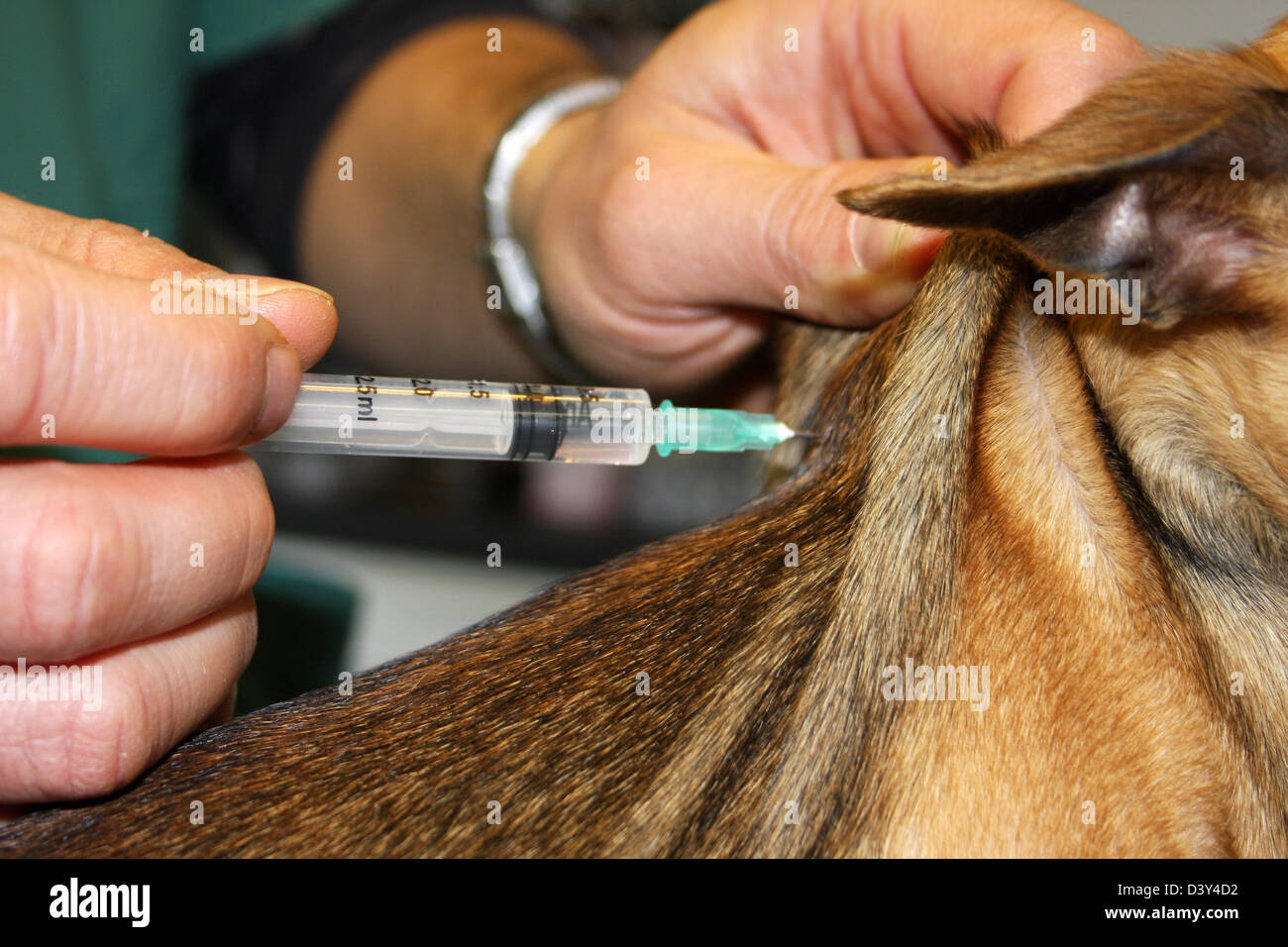 Un vaccin vétérinaire injecte à un chihuahua dog Banque D'Images