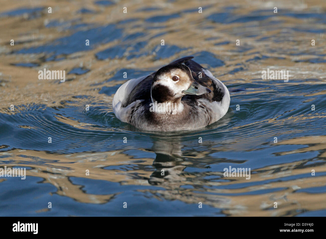 Le Harelde kakawi femelle en plumage d'hiver sur la mer Banque D'Images