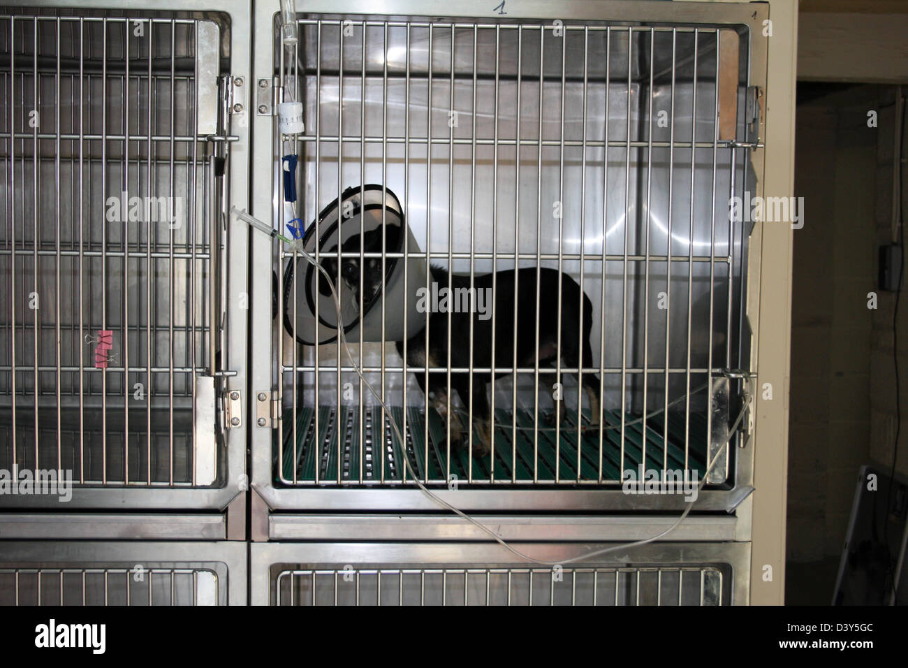 Chien dans une cage avec une perfusion et un cône de protection chez le vétérinaire Banque D'Images