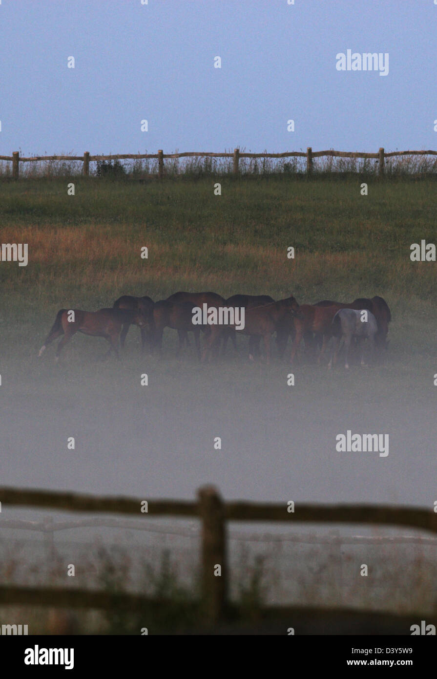Görlsdorf, Allemagne, les chevaux dans le brouillard sur l'Alpage Banque D'Images