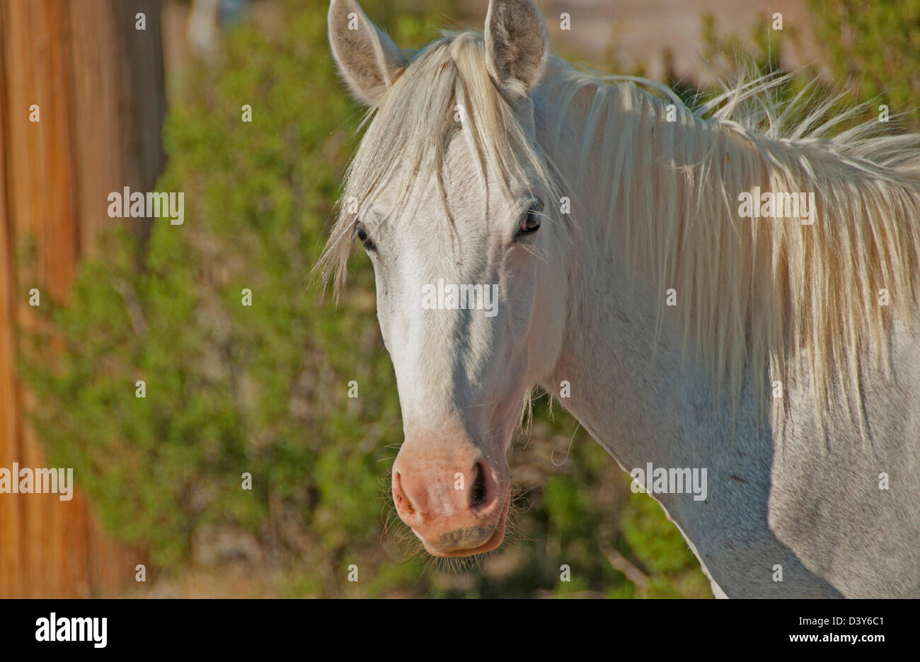 Portrait d'un cheval sauvage, New Mexico, United States Banque D'Images