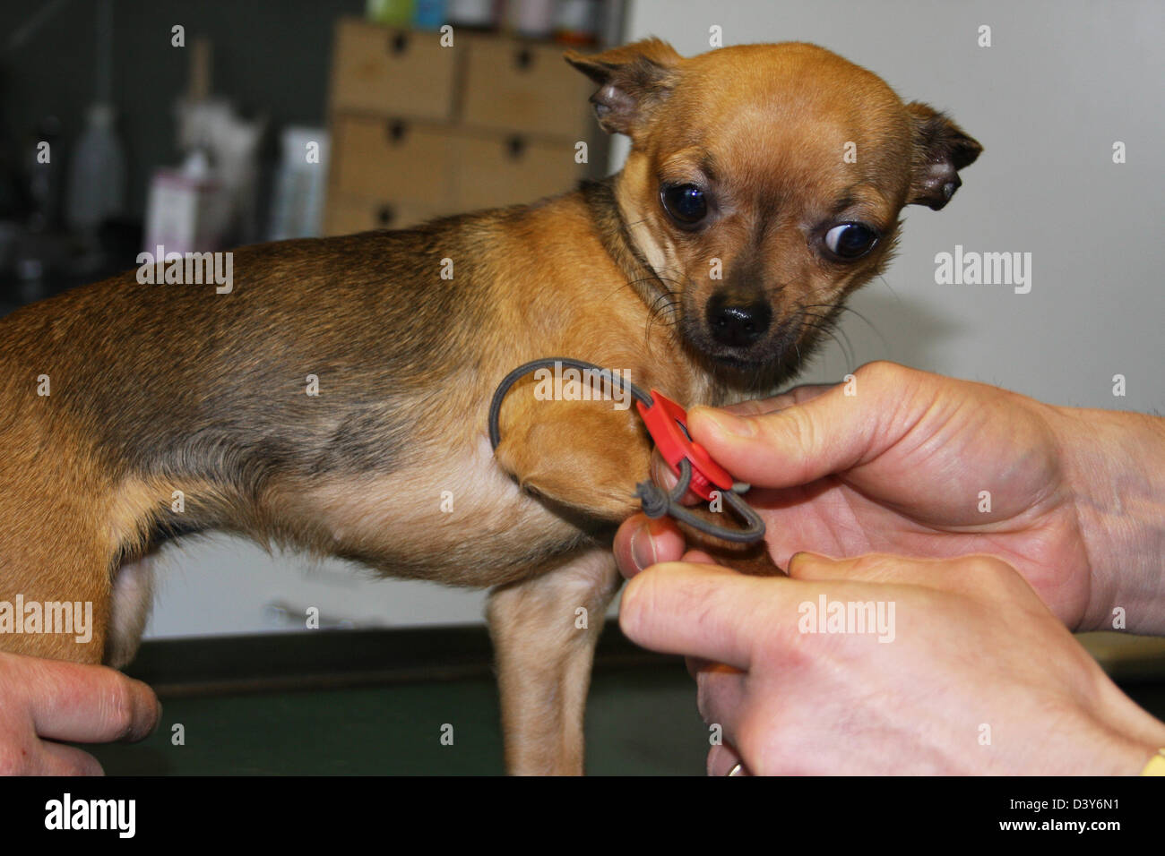 Le vétérinaire a fait un garrot sur un échantillon de sang chien ( Chihuahua ) Banque D'Images
