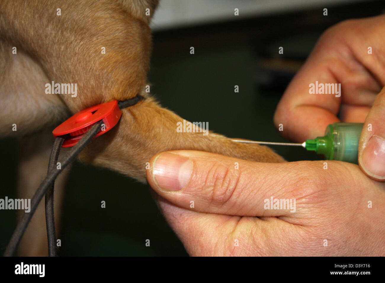 Le vétérinaire a fait un garrot sur un échantillon de sang chien ( Chihuahua ) Banque D'Images