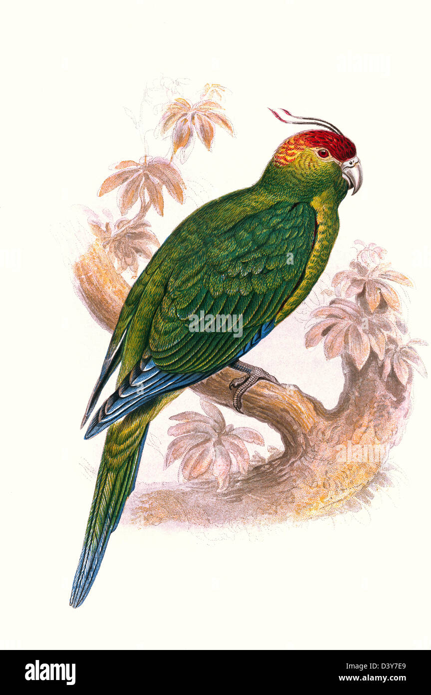 PARAKEET AQUARELLE haute résolution Lithographie Illustration de la couleur victorienne antique Assiette du livre des oiseaux DE Cassell DES années 1860 LE PARAKEET DE SOL Banque D'Images