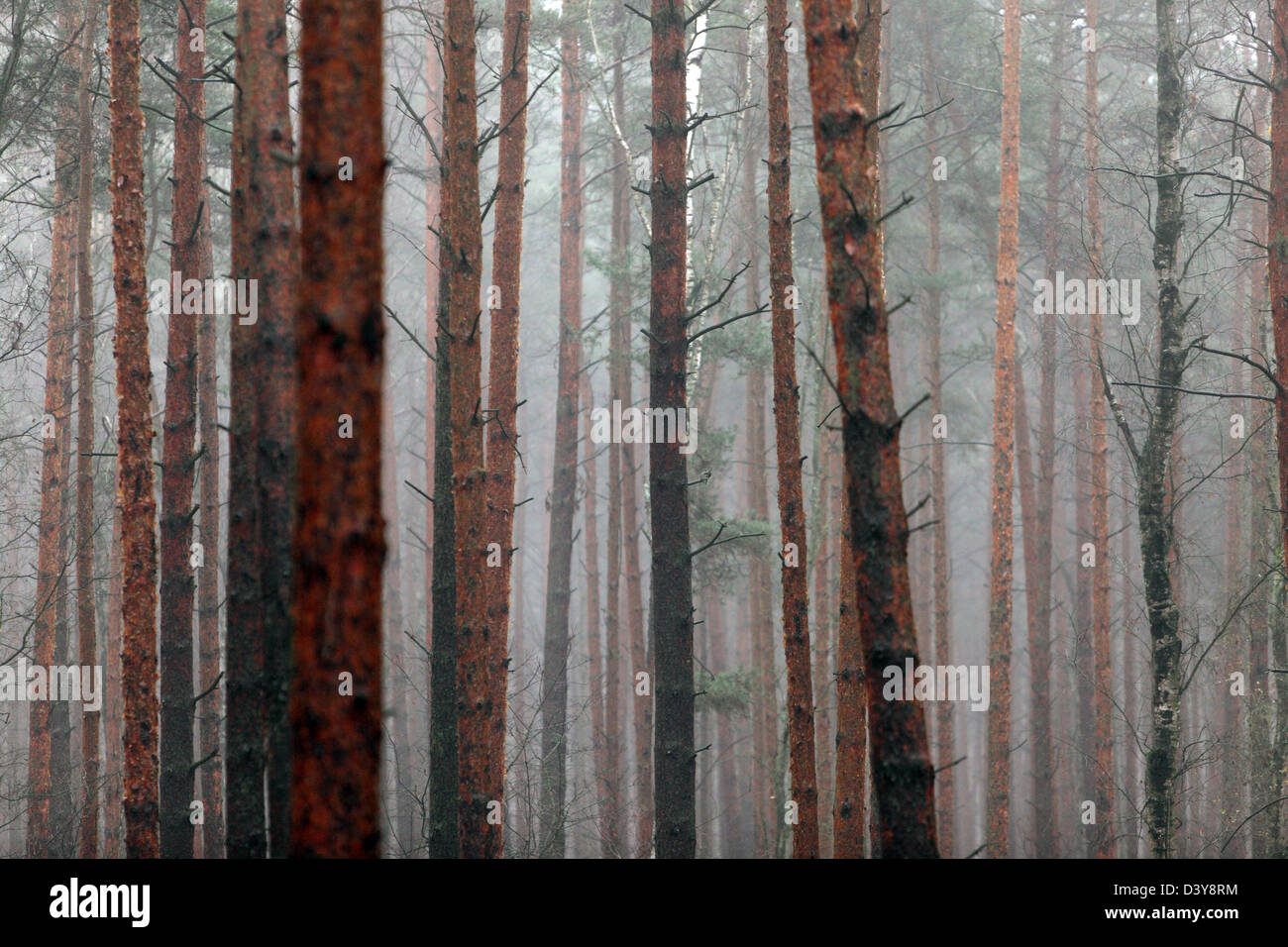 Lehnitz, Allemagne, le brouillard dans la forêt Banque D'Images