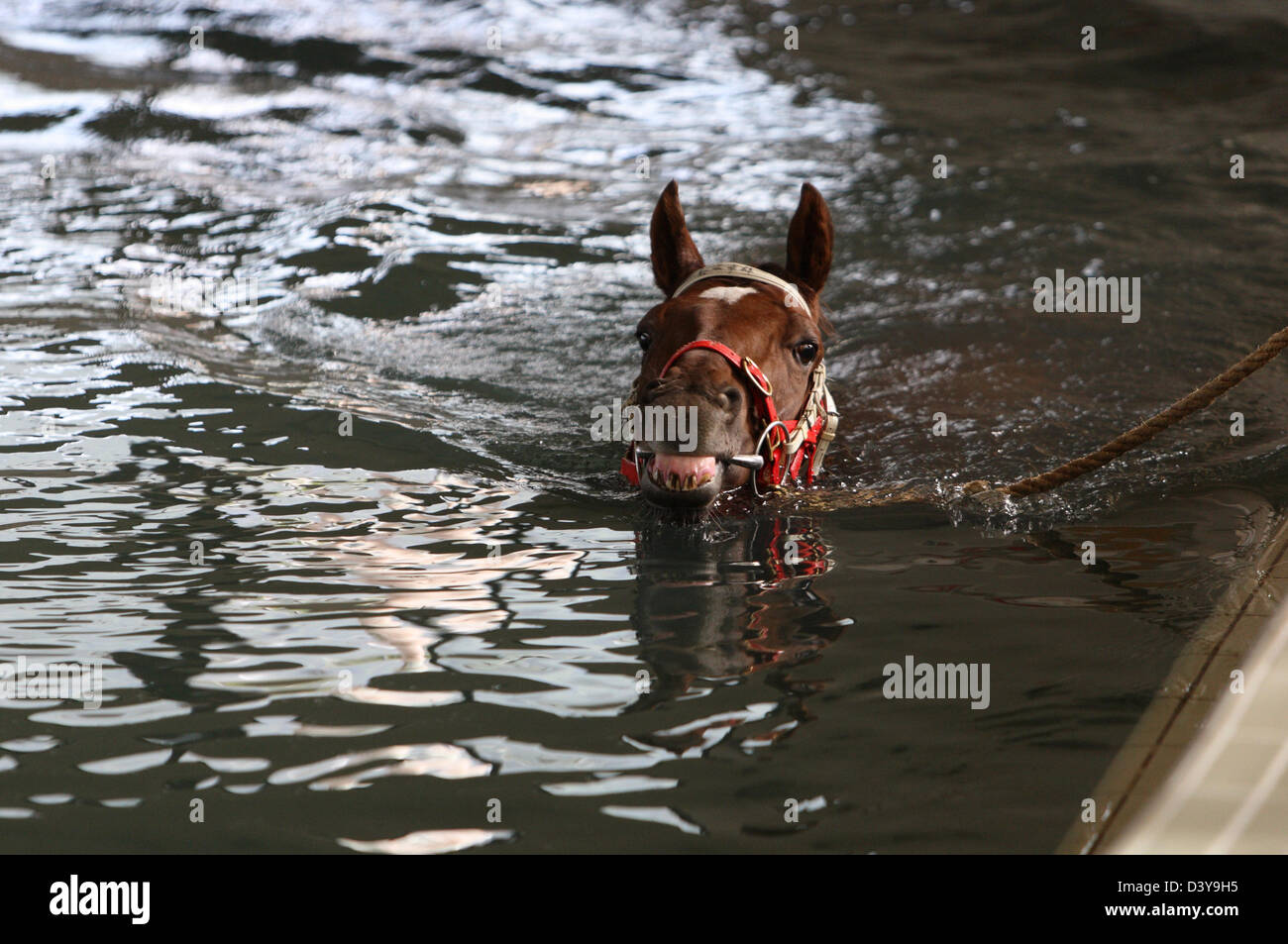 Hong Kong, Chine, cheval dans la thérapie aquatique Banque D'Images