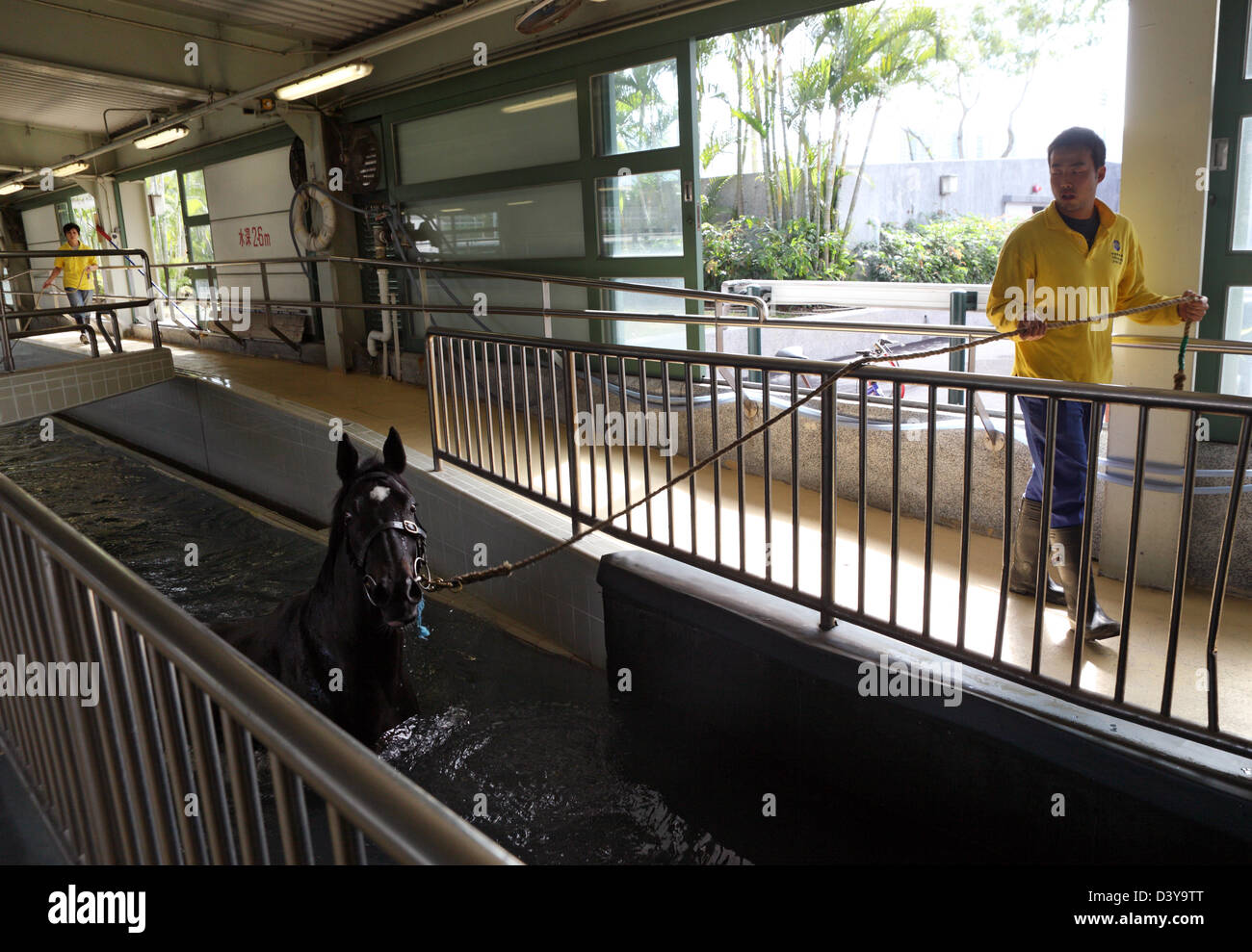 Hong Kong, Chine, cheval dans la thérapie aquatique Banque D'Images