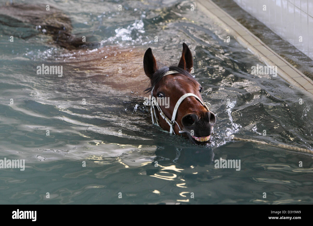 Hong Kong, Chine, cheval dans la thérapie aquatique Banque D'Images