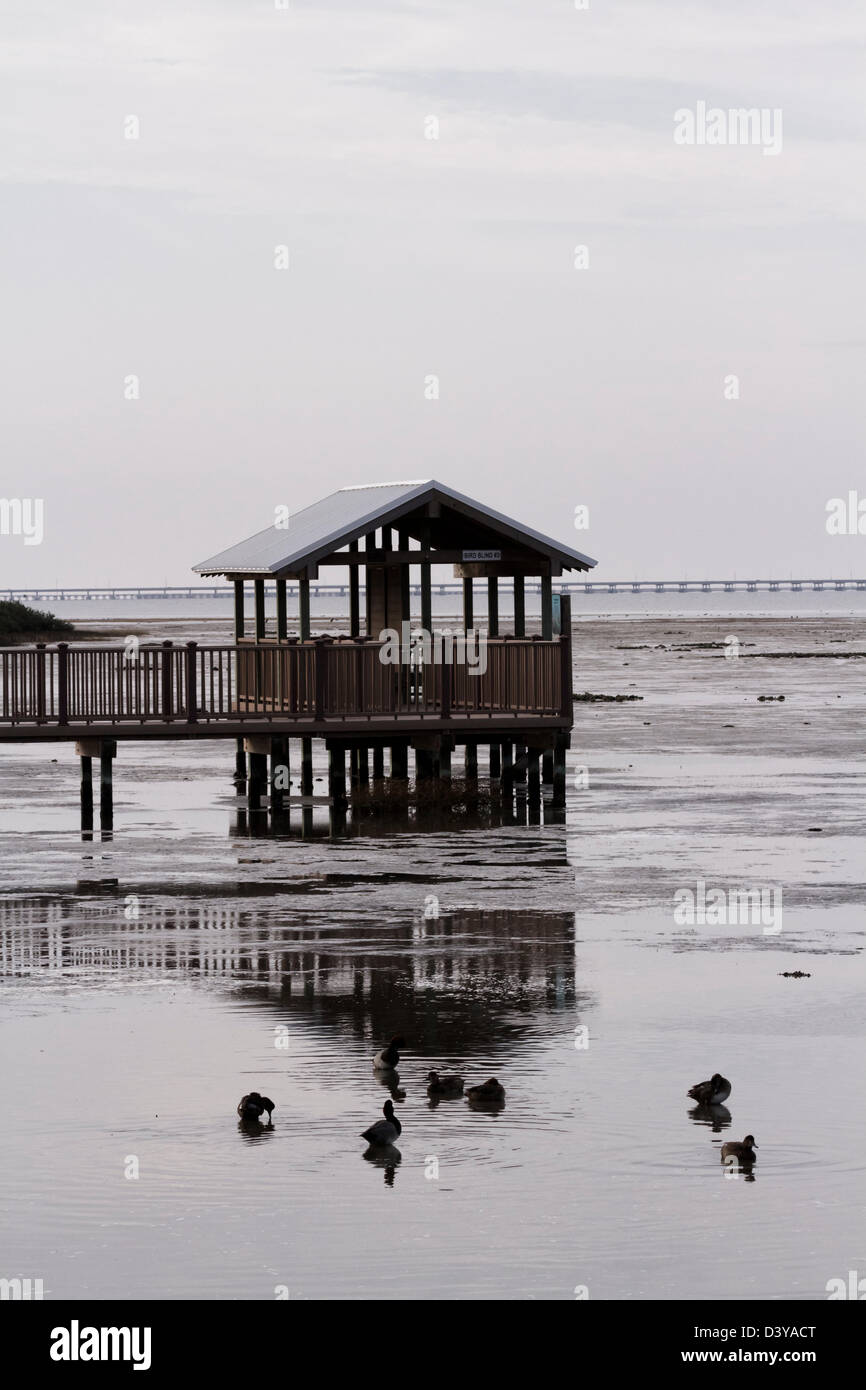 Aveugles d'oiseaux sur South Padre Island, TX. Banque D'Images