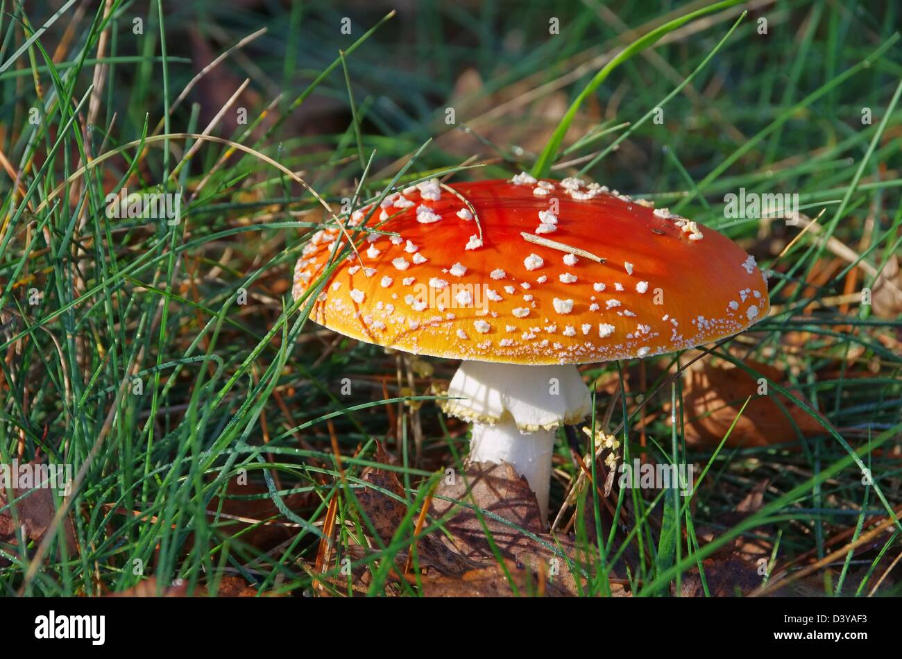 Agaric 11 Fliegenpilz - fly Banque D'Images