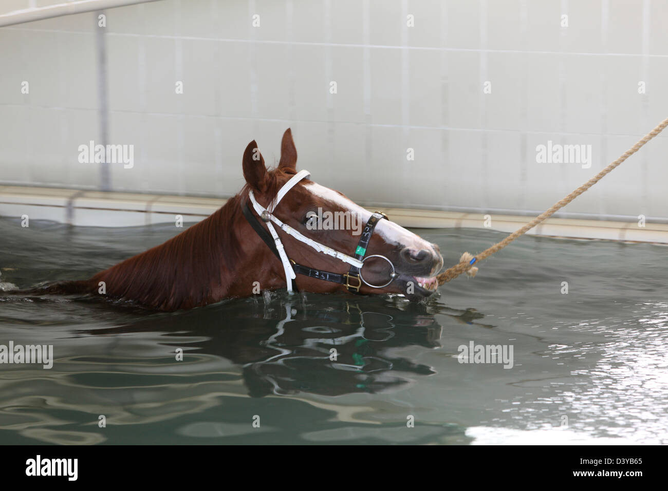 Hong Kong, Chine, cheval dans la thérapie aquatique Banque D'Images