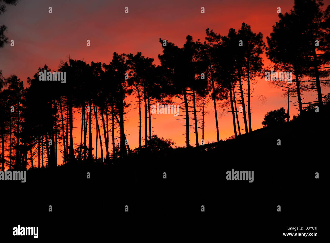 Silhouettes d'arbres dans le coucher du soleil. Photo taken in Cinque Terre, Italie. Banque D'Images