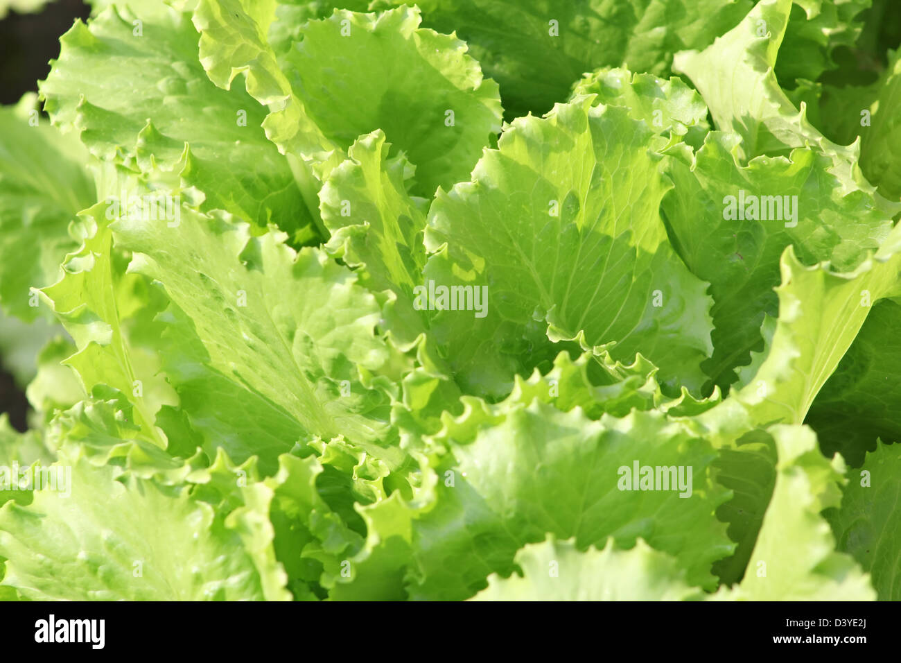 Laitue fraîche dans le jardin Banque D'Images